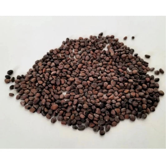 Sango Radish Microgreen Seeds – Premium Quality, Quick Harvest, Easy to Grow for Indoor & Outdoor Gardening